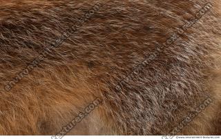 fur fox 0008